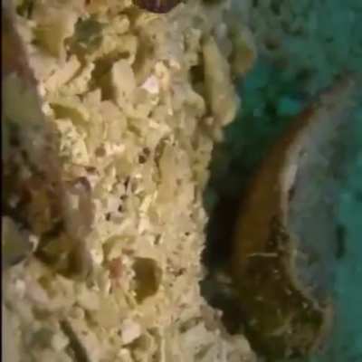 WEEEK 211 OF FLATWORM FRIDAY