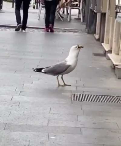 Seagull enjoying a light lunch