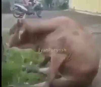 me volv&iacute; furro 😔