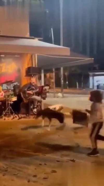 cachorro do caraio