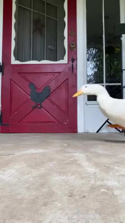I&rsquo;m fast as duck