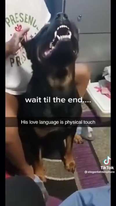 what a happy rottweiler