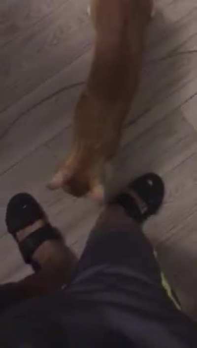 Cat bite