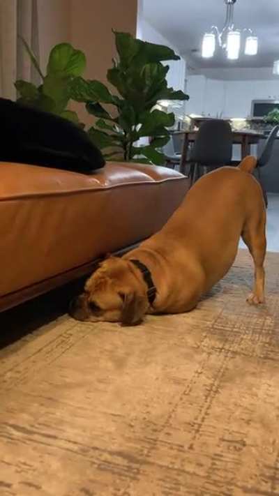 He has 20 toys&hellip; but only wants the one under the couch.