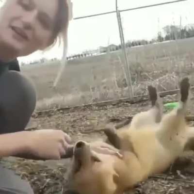 Fox scream