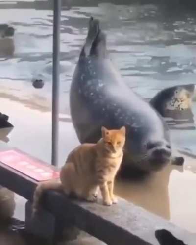 Derpy Seal of Approval