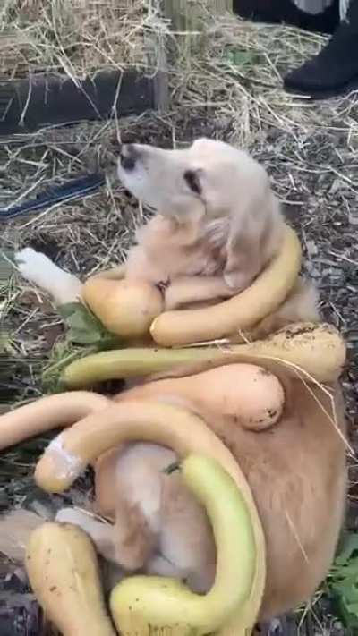 pOoR dOg GeTs FuCkInG sQuAsHeD tO dEaTh