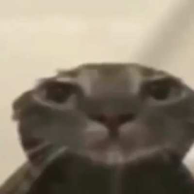 moldy wet cat