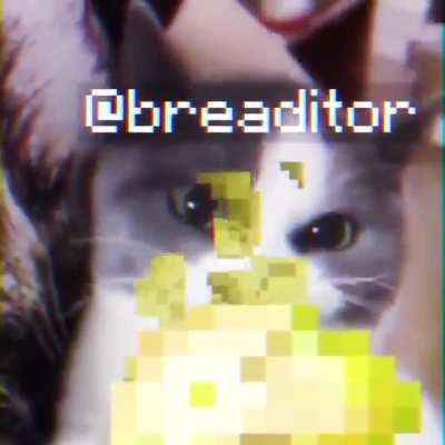 this cat is dying