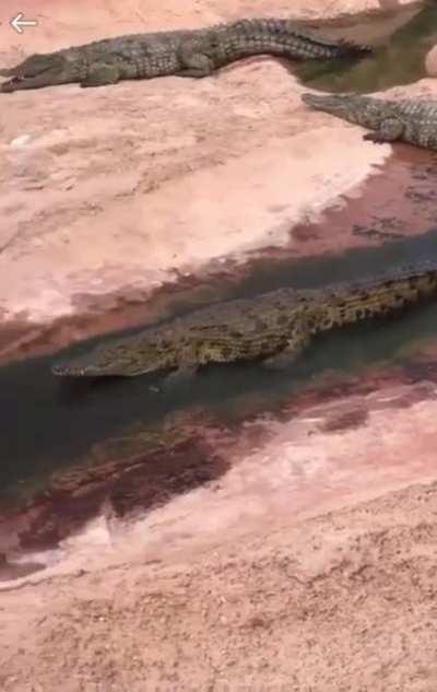 Gator Slip &lsquo;N Slide