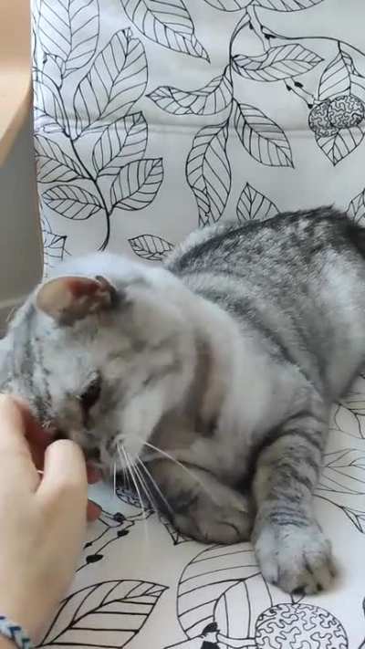 Pets please!