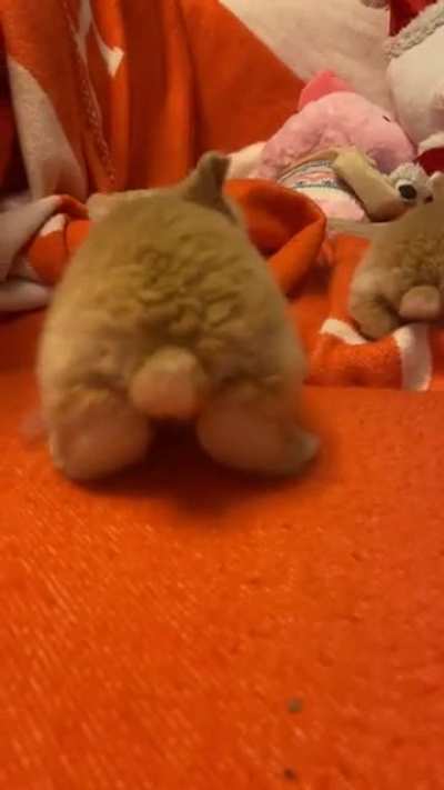 bunny butt