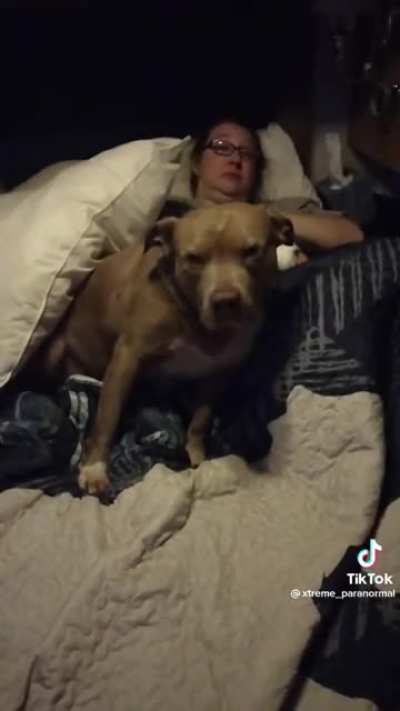Pit kills puppy and bites it's owner because it was "protecting her" from something paranormal?