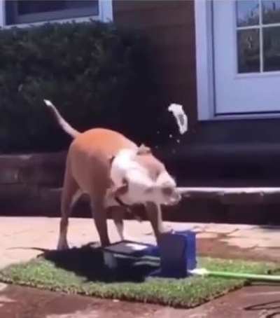 Trying his best