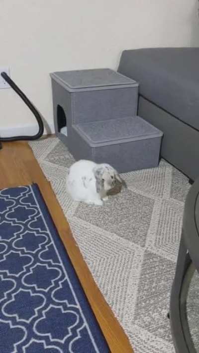 He doesn't seem to be thrilled that our broken Roomba was replaced