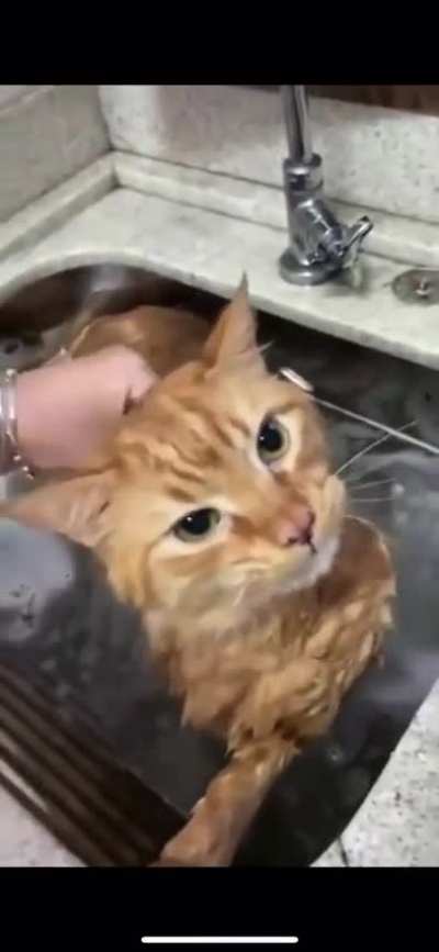 Awawawawawa