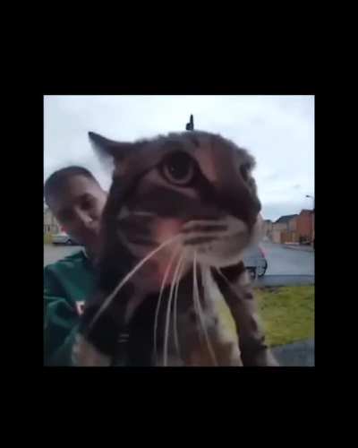 The meow of death