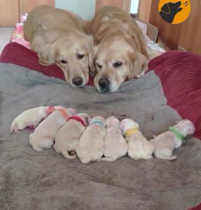 I guess everyone enjoys looking at puppies
