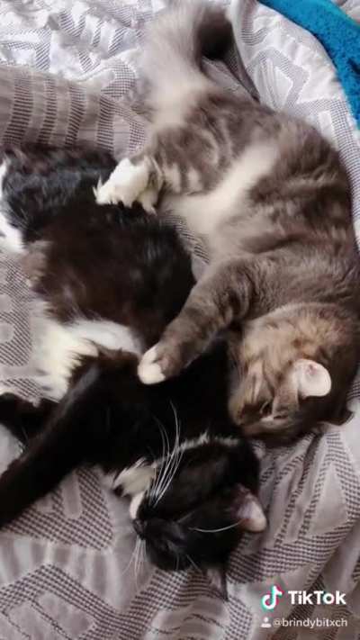 my babies knead each other 🥺