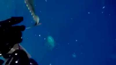 As a diver and spearfisher, this definitely qualifies, in my opinion.