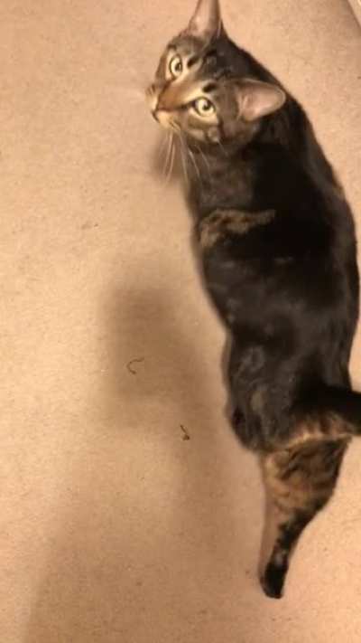 He&rsquo;s three years old, meet Pyro !
