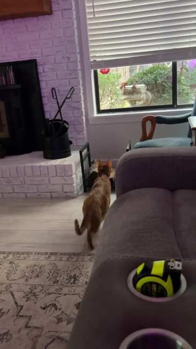 Mango almost got a squirrel