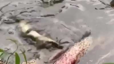 Gator_IRL