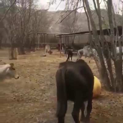 They are like big dogs!