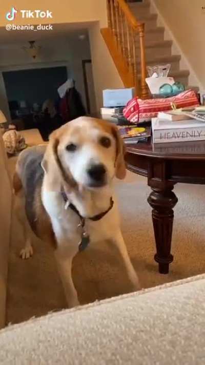 &ldquo;Woof&rdquo;