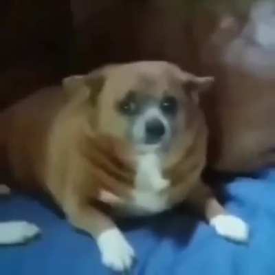 Moldy Dog