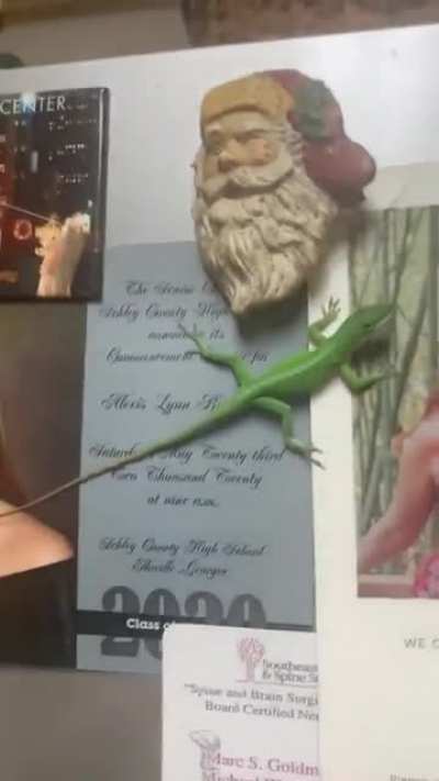 Lizard magnet : @blaireerskine on Twitter!