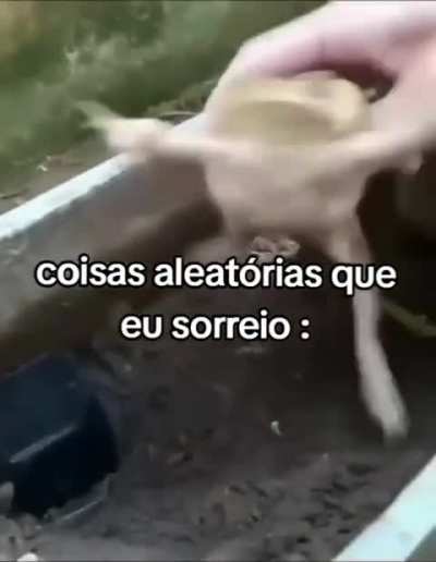 Os sapos ou&ccedil;am?