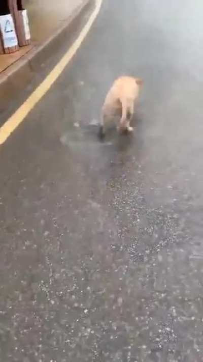 &aacute;gua, cachorro, asfalto, chuva