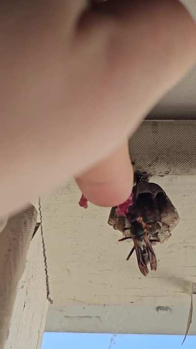 What kind of wasp is this?