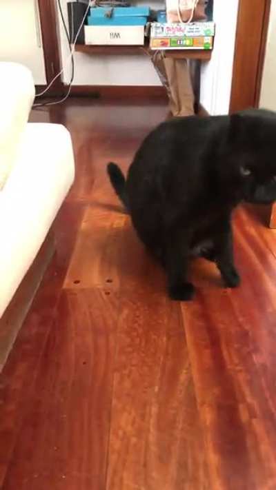 Gato activa instinto argento al ver un mate