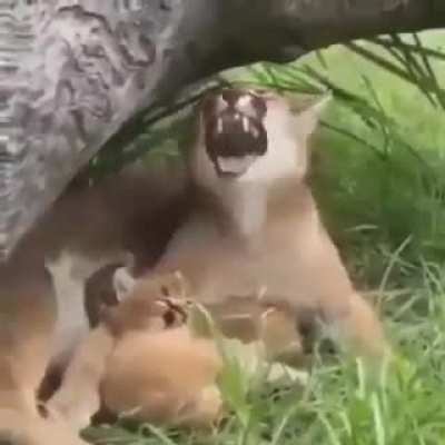 &ordf;