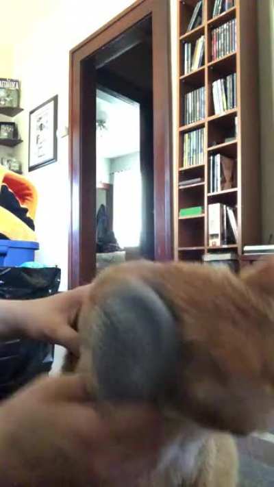 My sister&rsquo;s cat, Oliver! I&rsquo;ve posted him before, and he&rsquo;s back for more! Oli loves brushy brushy time!