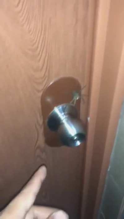 Spider holds a doorknob hostage