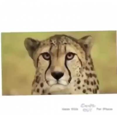 Floppa Grips (I&rsquo;ve Seen Footage)