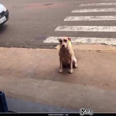 Primo pois se eu encontro na rua ela ia esquecer o comando, porque fazer carinho