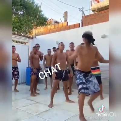 O lindinho conhece bem o chat 🤗