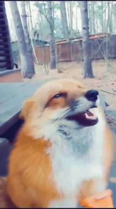 Owww! His face &amp;lt;3