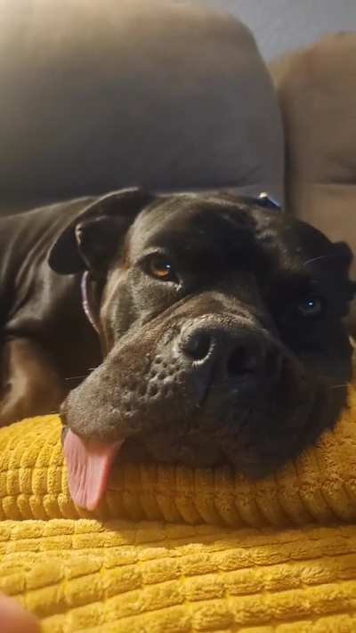 Look, don't touch blop