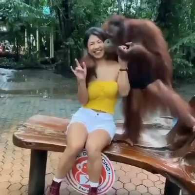 Smart orangutan.