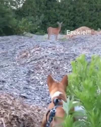 Ezekiel the deer and Tony the dog discussing a well built fire