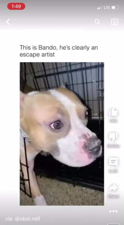 Bando got caught