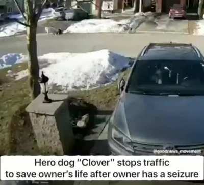 Haley Moore and her dog Clover were out on a walk in the neighborhood when Haley had a seizure and collapsed to the ground. Clover then unleashed herself and stopped traffic to get help