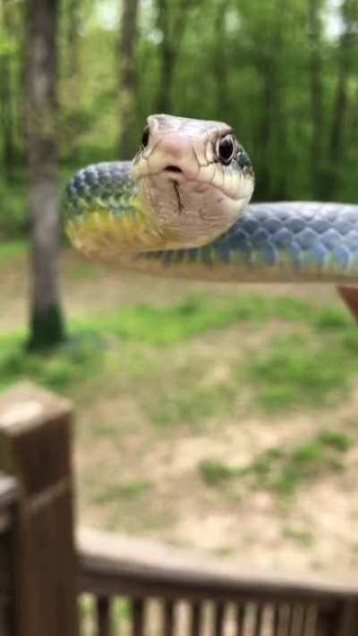 Feisty Yellow Bellied Racer I found while mowing
