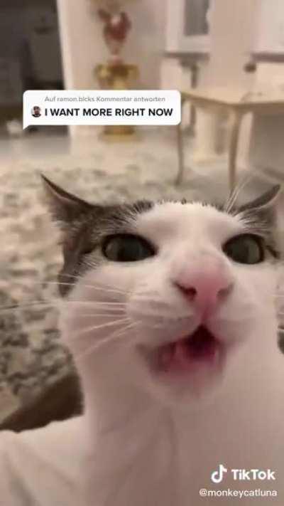 More of the scrungy kitty (with sound)