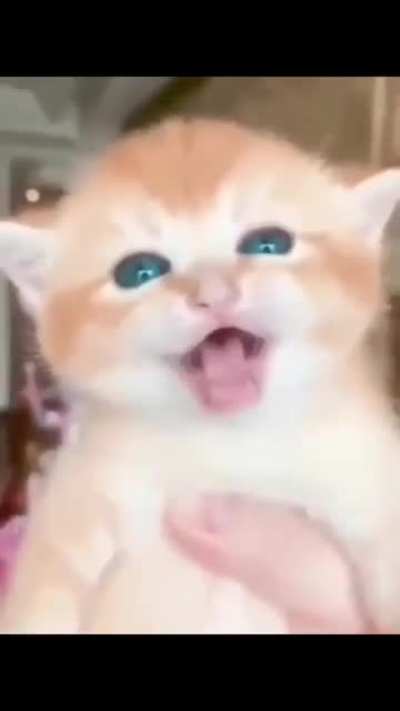 catgod